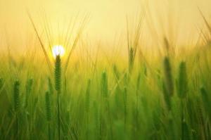 Environment Wallpaper0014